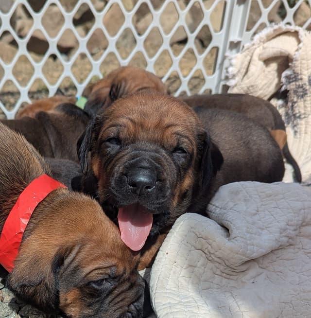 Rhodesian Ridgeback Puppies media 11
