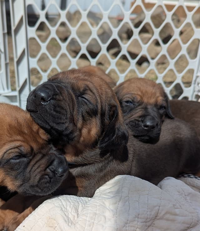 Rhodesian Ridgeback Puppies media 12