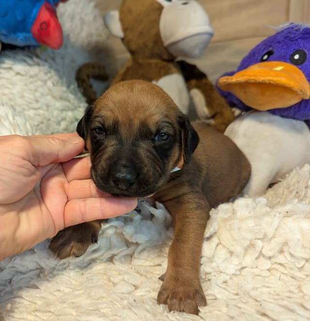 Rhodesian Ridgeback Puppies media 2