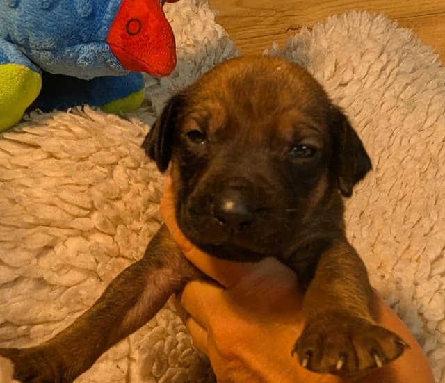 Rhodesian Ridgeback Puppies media 3