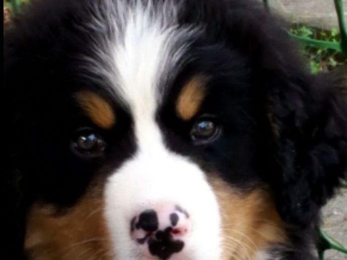 Pembroke Welsh Corgi Puppies breeder image 2