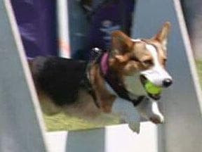Pembroke Welsh Corgi Puppies breeder image 3