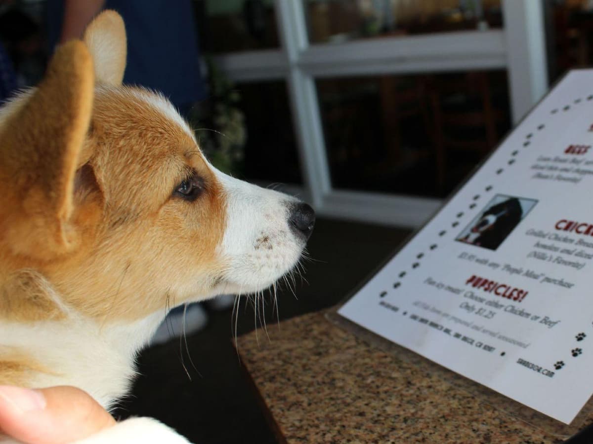Pembroke Welsh Corgi Puppies breeder image 4