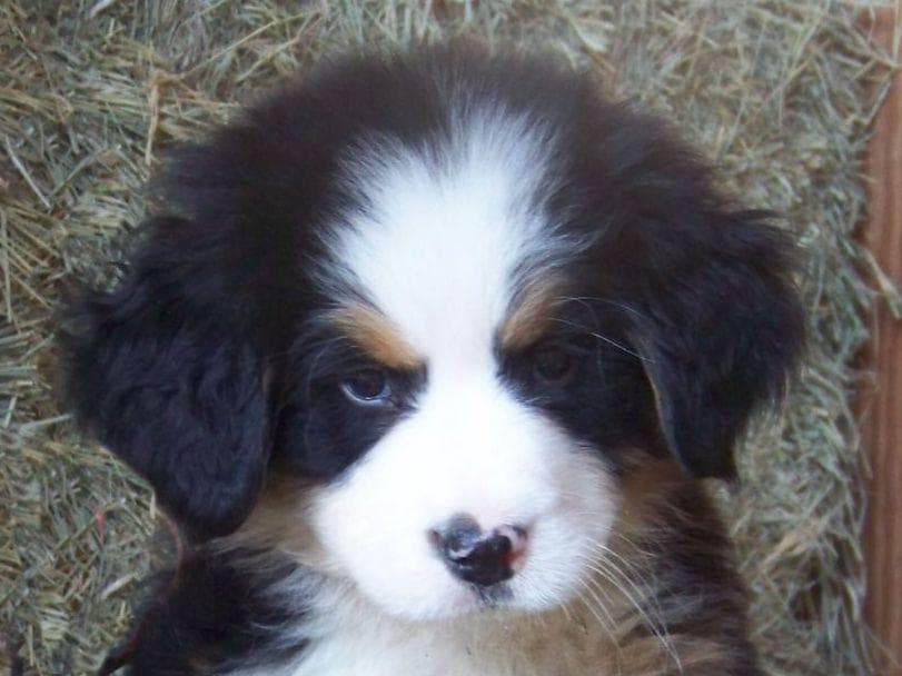 Pembroke Welsh Corgi Puppies breeder image 6