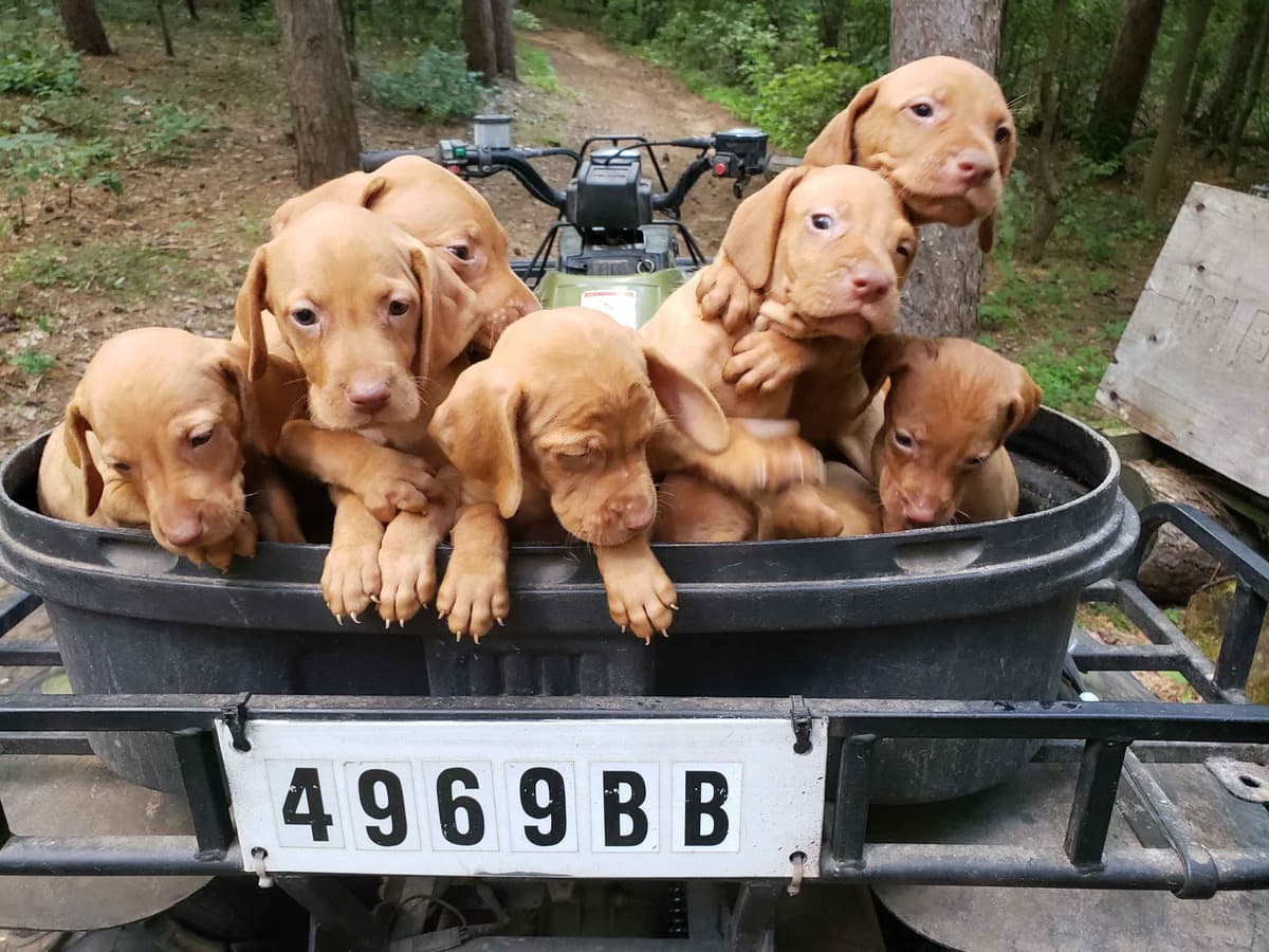 Labrador Retriever 8 yr Black Female $295 breeder image 3