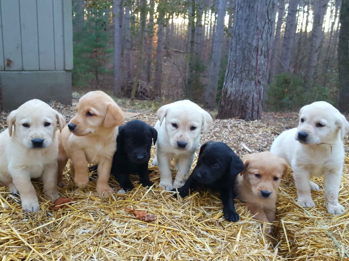 Labrador Retriever 8 yr Black Female $295 breeder image 4