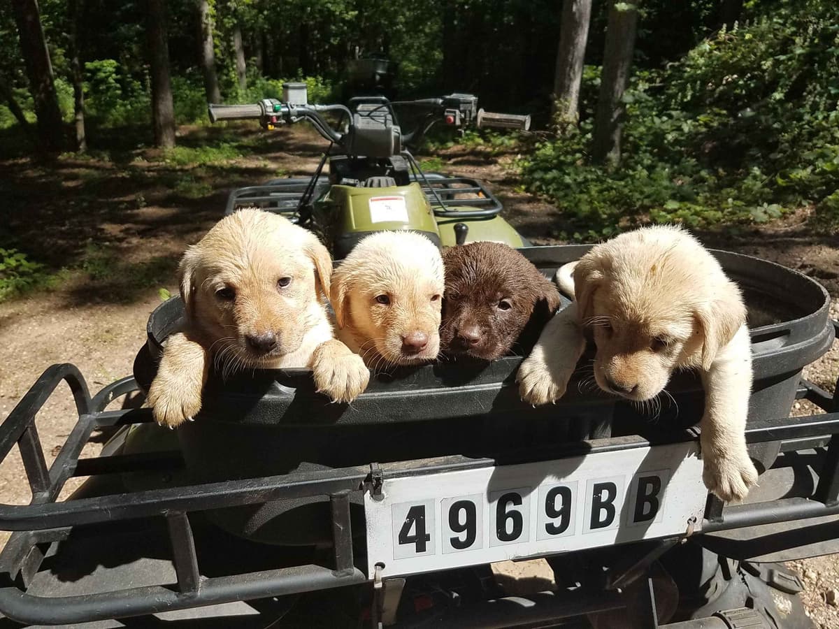Labrador Retriever 8 yr Black Female $295 breeder image 5