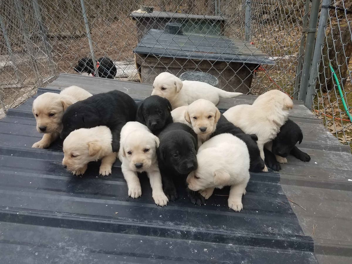 Labrador Retriever 8 yr Black Female $295 breeder image 6