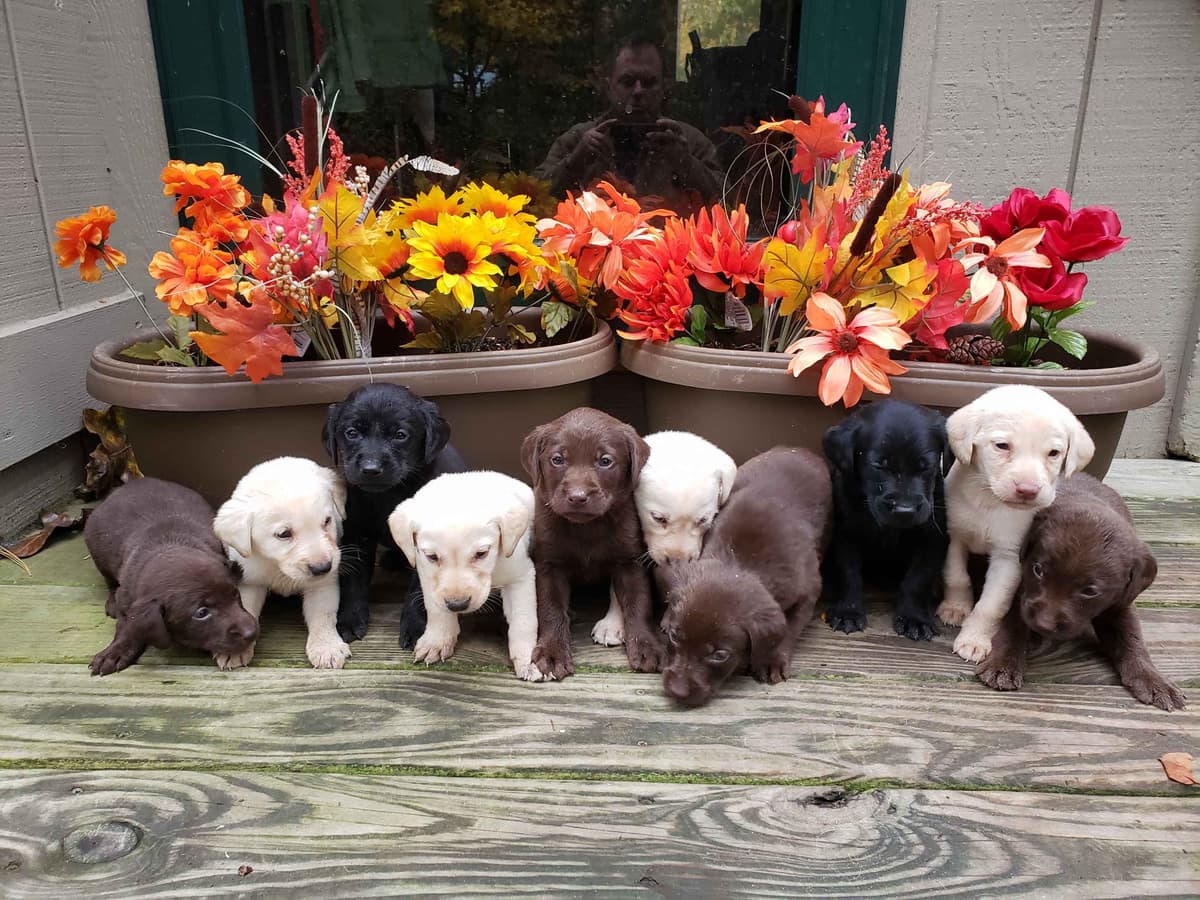 Labrador Retriever 8 yr Black Female $295 breeder image 7