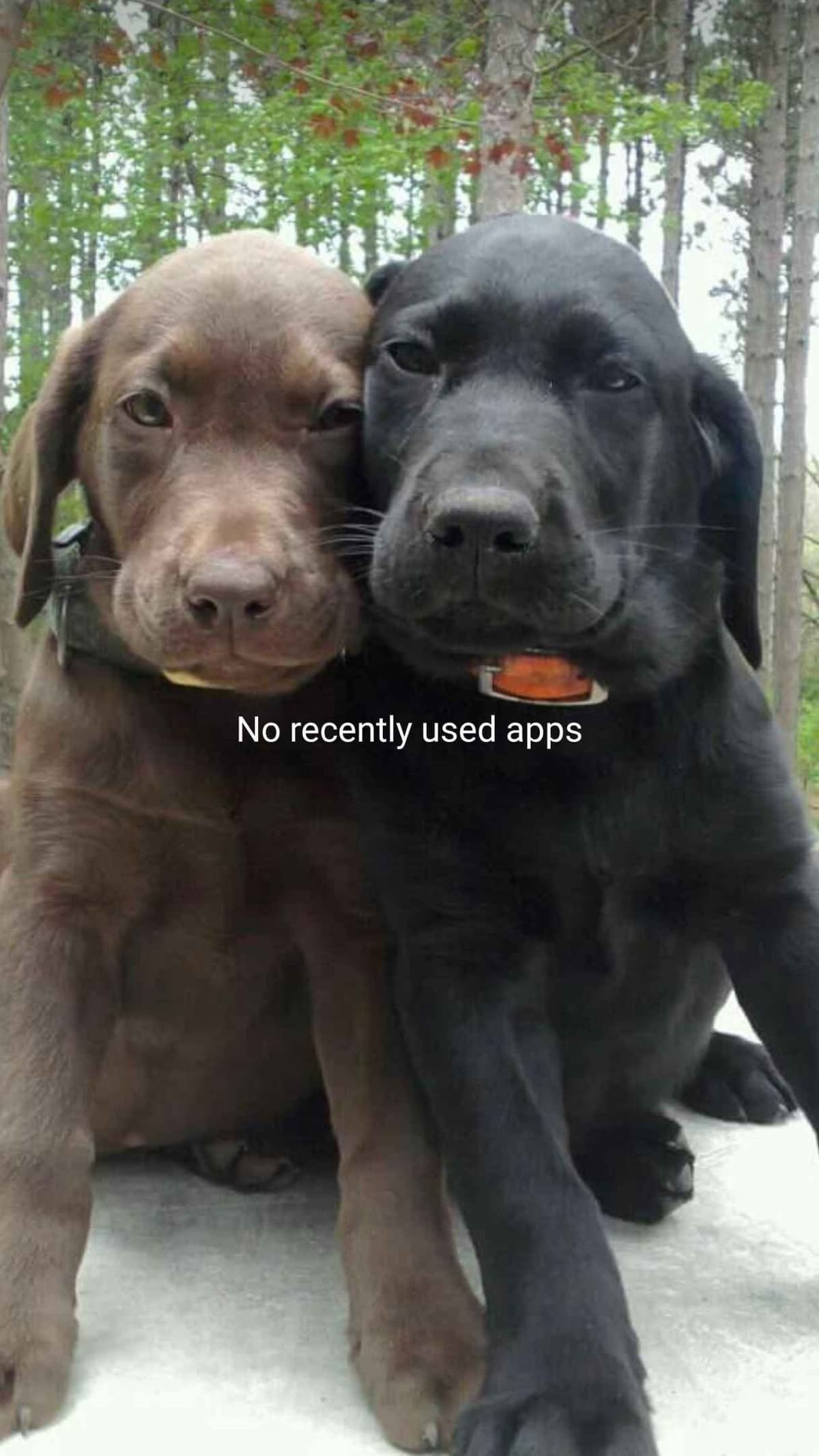 Labrador Retriever 8 yr Black Female $295 breeder image 10