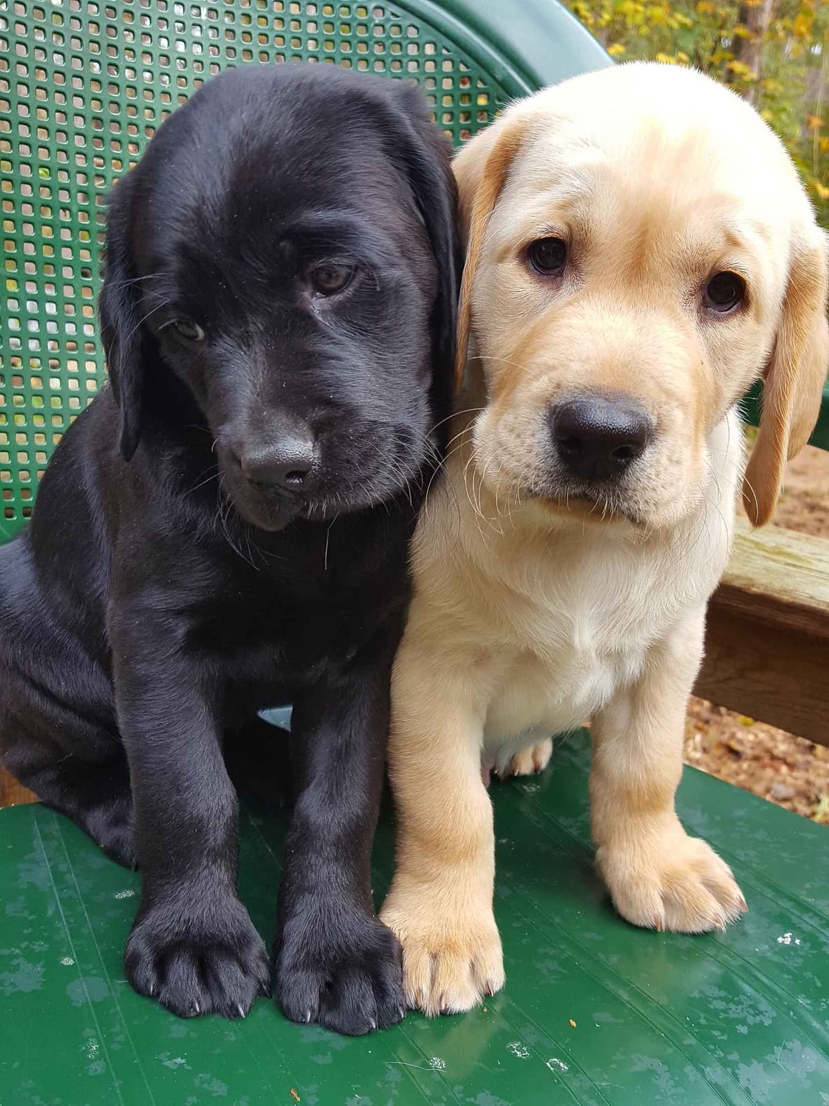 Labrador Retriever 8 yr Black Female $295 breeder image 11
