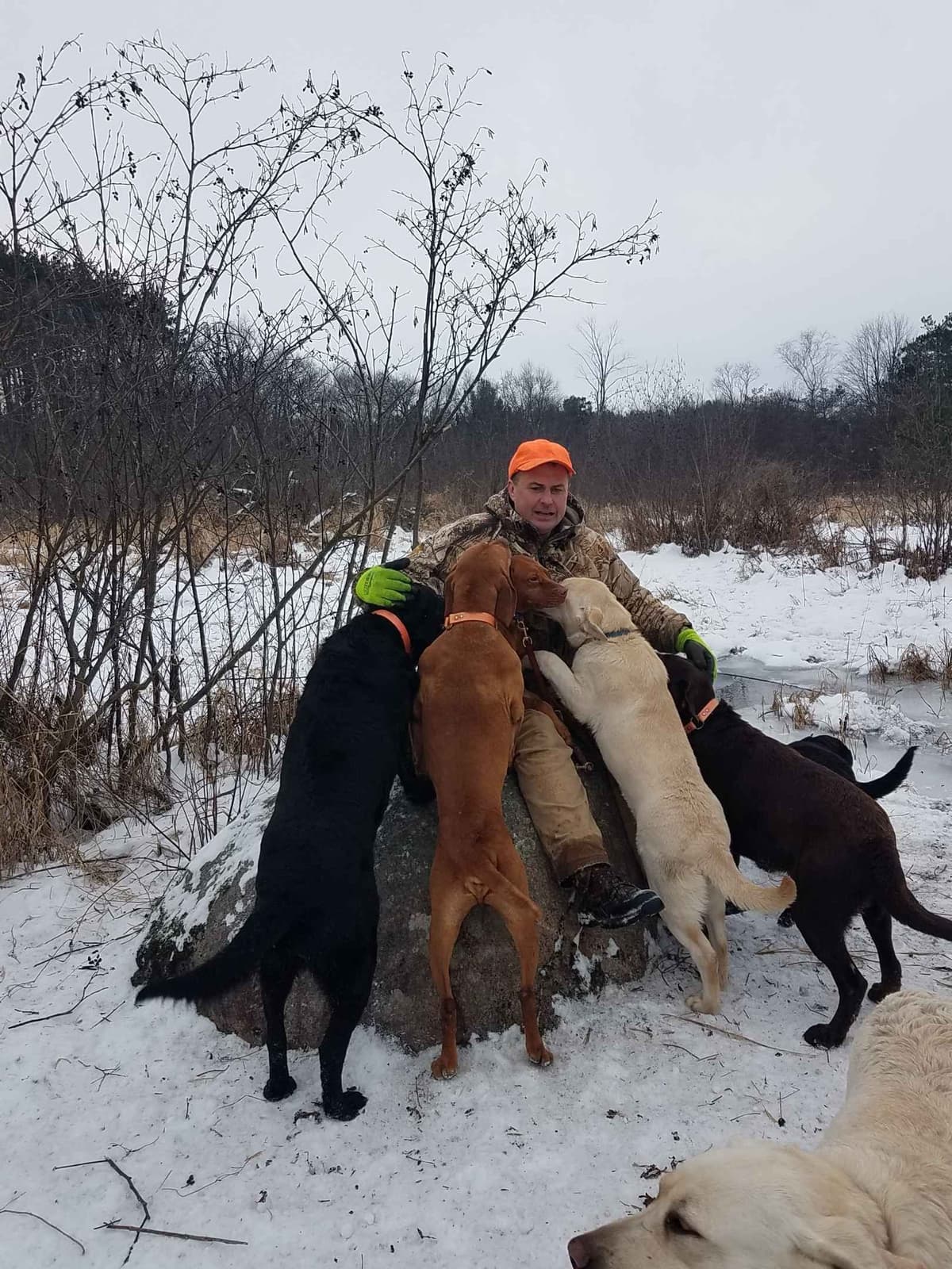 Labrador Retriever 8 yr Black Female $295 breeder image 12