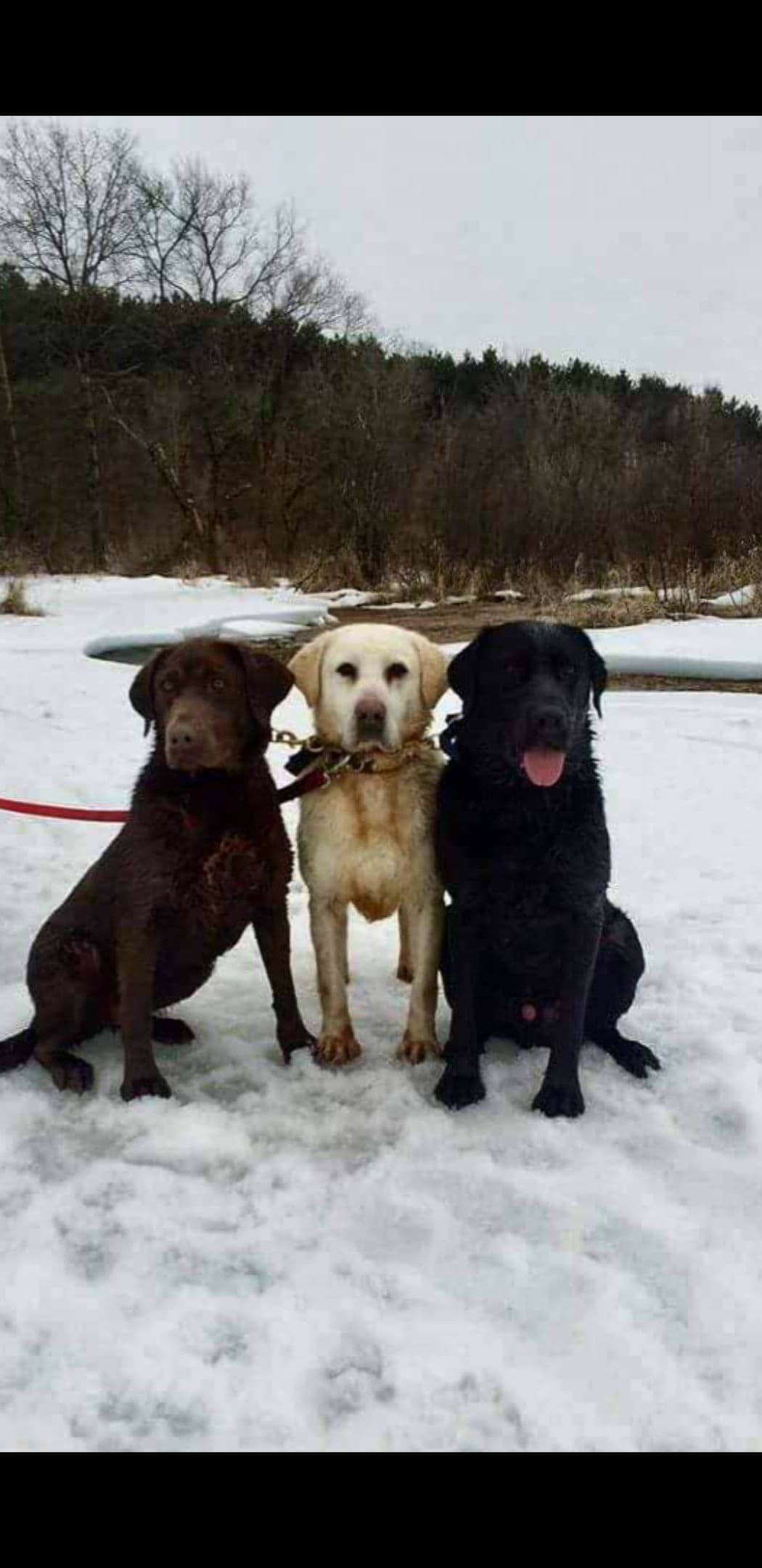 Labrador Retriever 8 yr Black Female $295 breeder image 13