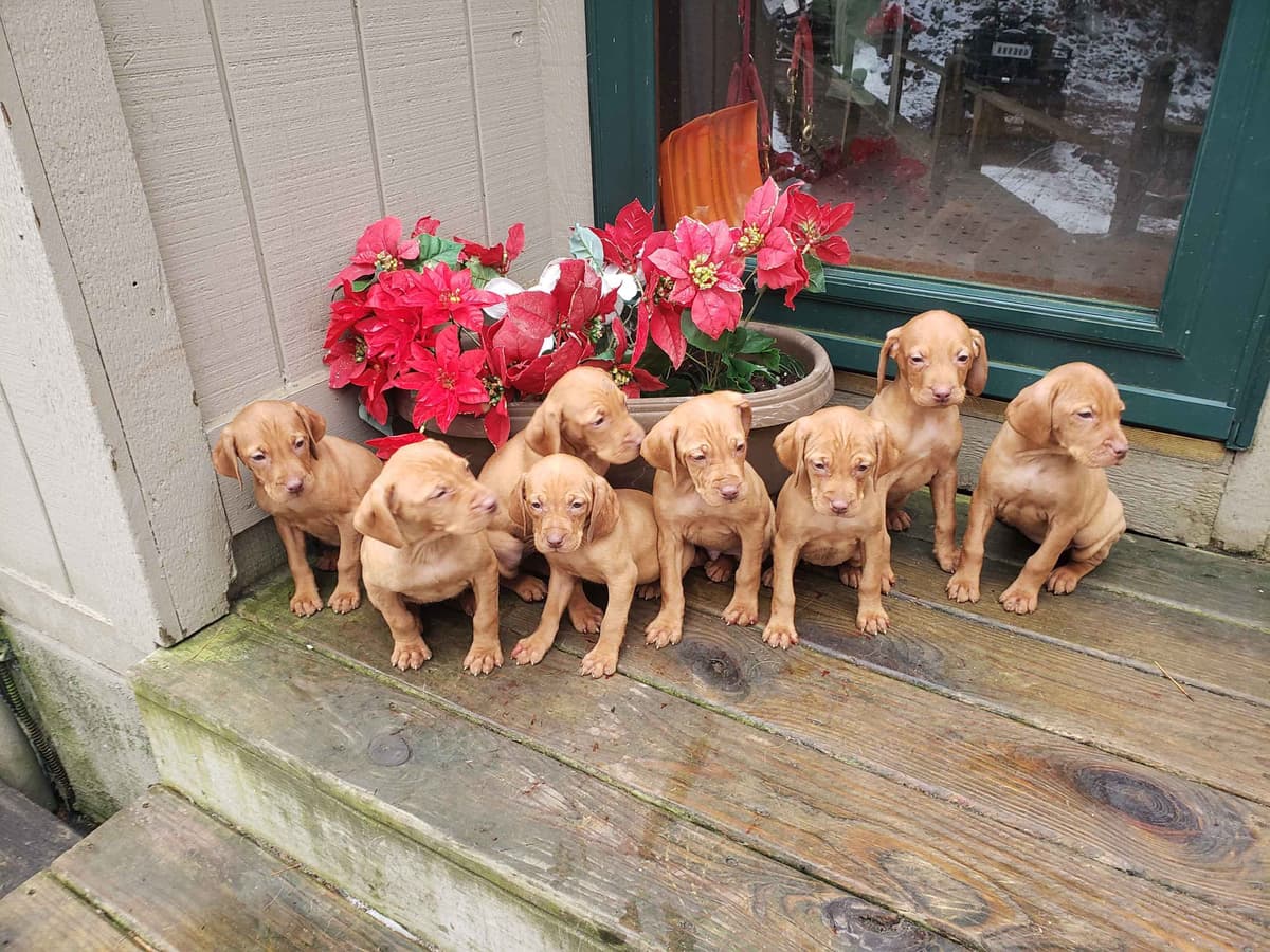 Labrador Retriever 8 yr Black Female $295 breeder image 14