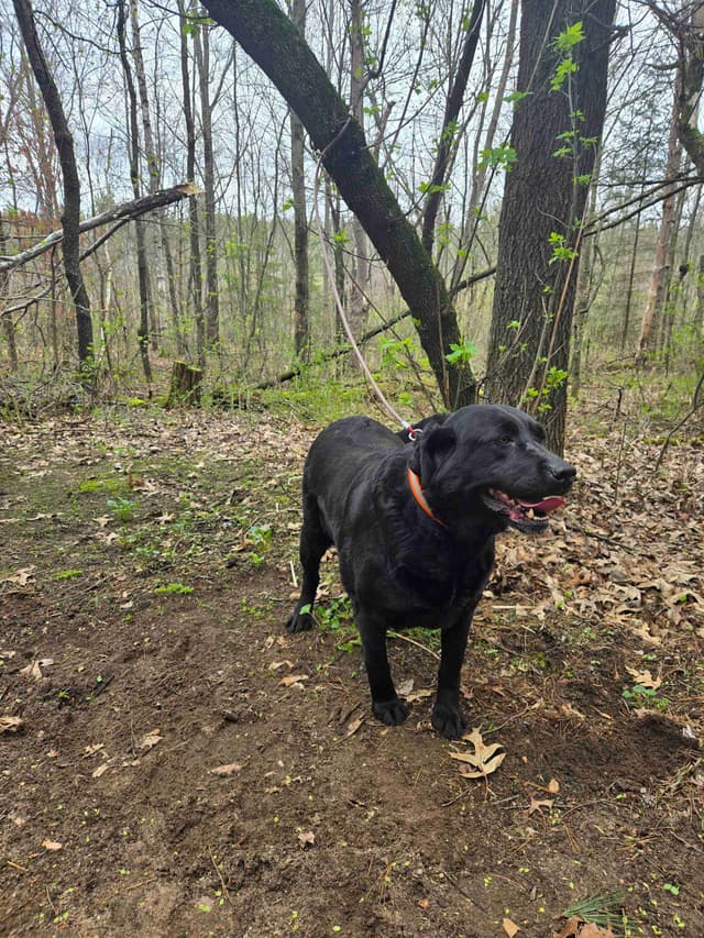 Labrador Retriever 8 yr Black Female $295 media 2