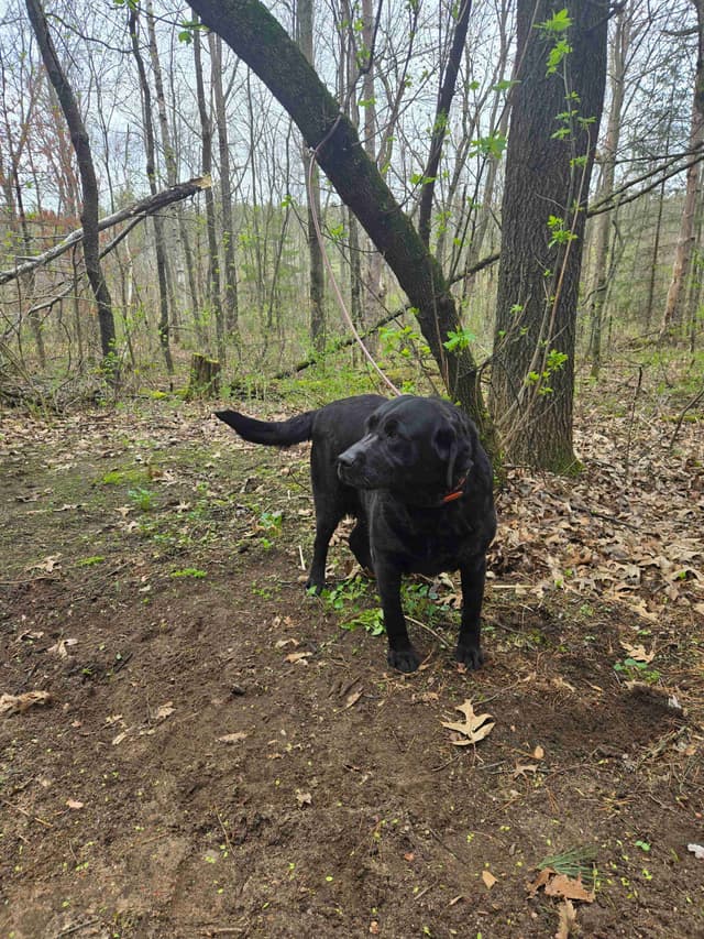 Labrador Retriever 8 yr Black Female $295 media 3