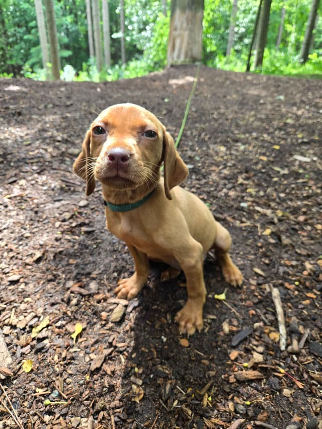 Vizsla Female Puppy $1295 media 2
