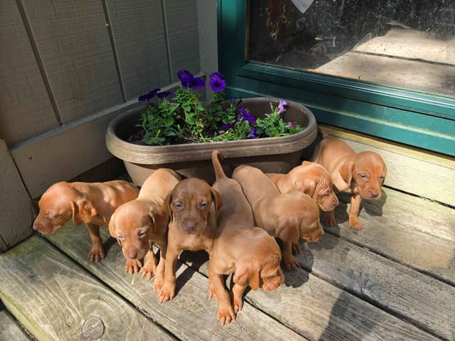 Vizsla Female Puppy $1295 media 3