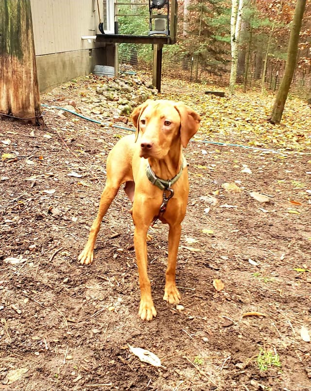 Vizsla Female Puppy $1295 media 4