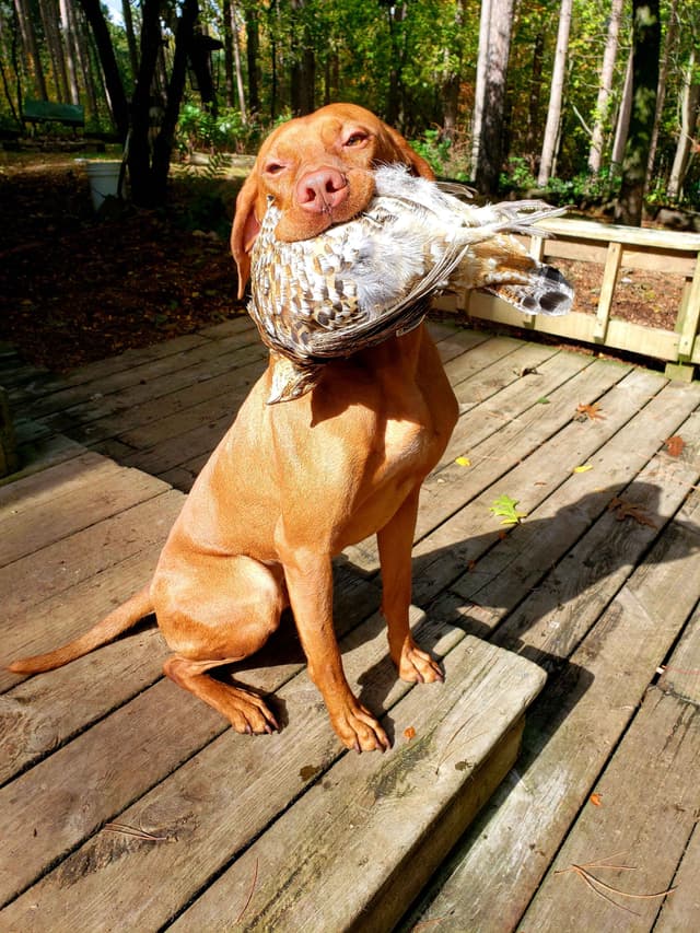 Vizsla Female Puppy $1295 media 5