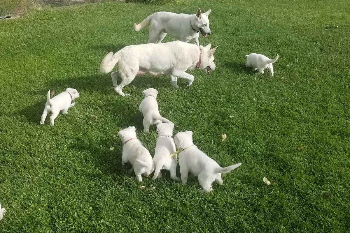 German Shepherd Dog Puppies breeder image 1