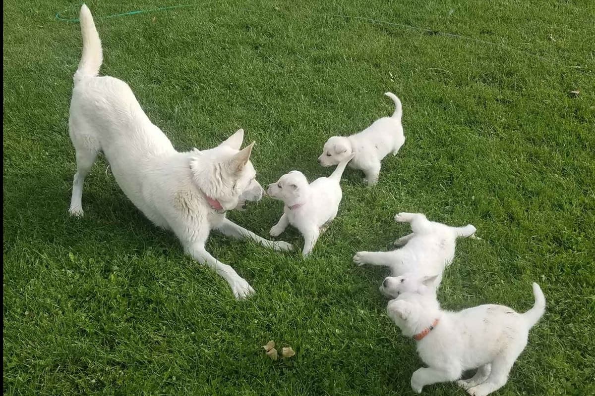 German Shepherd Dog Puppies breeder image 6
