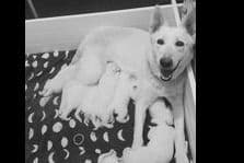 German Shepherd Dog Puppies breeder image 8