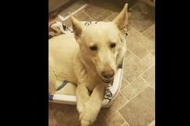 German Shepherd Dog Puppies breeder image 10