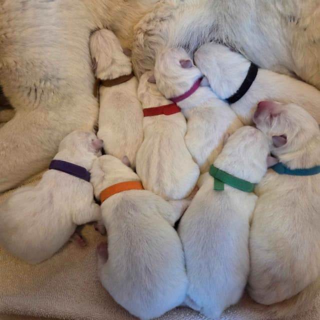 German Shepherd Dog Puppies media 9