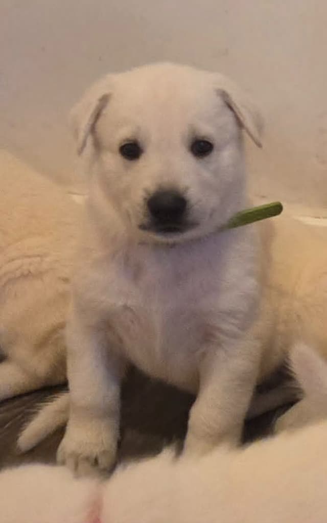 German Shepherd Dog Puppies media 2