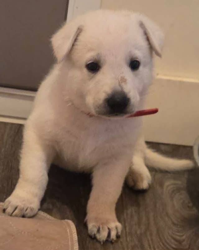 German Shepherd Dog Puppies media 3