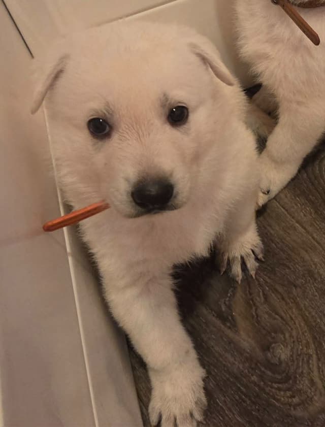 German Shepherd Dog Puppies media 4