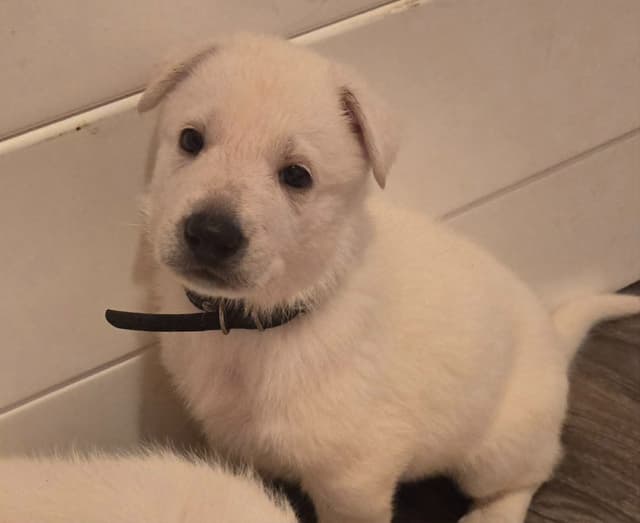 German Shepherd Dog Puppies media 5