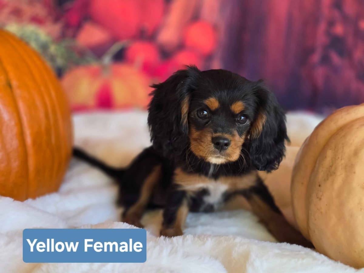 Cavalier King Charles Spaniel Puppies breeder image 4