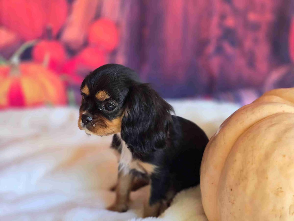 Cavalier King Charles Spaniel Puppies breeder image 6
