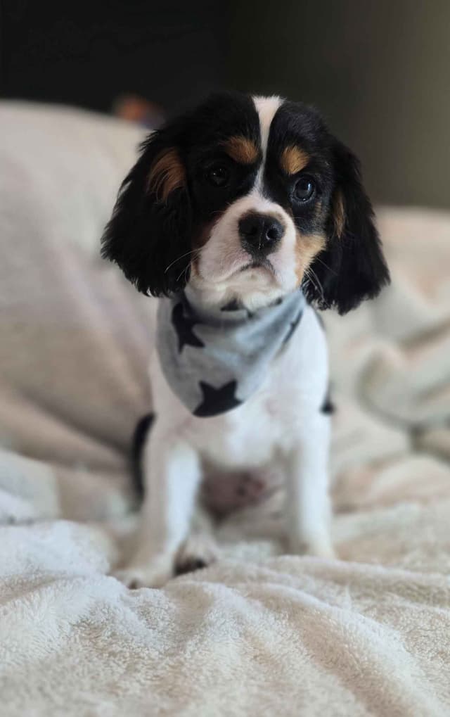 Cavalier King Charles Spaniel Puppies media 2