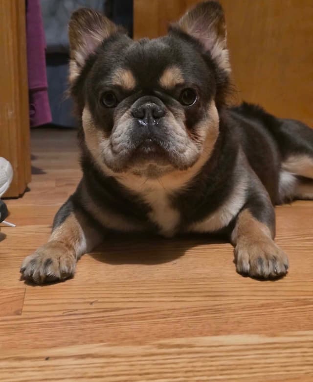 French Bulldog Puppies media 6