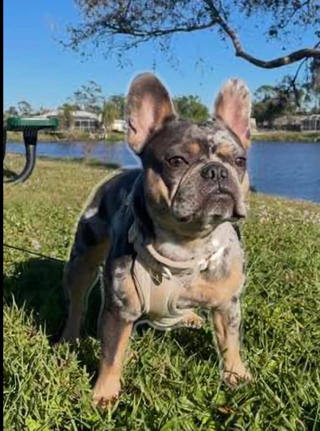 French Bulldog Puppies media 7