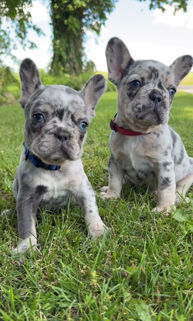 French Bulldog Puppies media 2