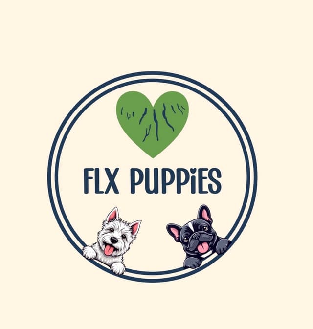 French Bulldog Puppies media 8