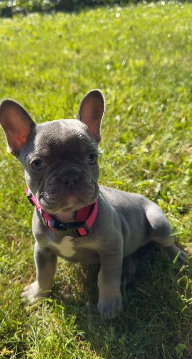 French Bulldog Puppies media 3