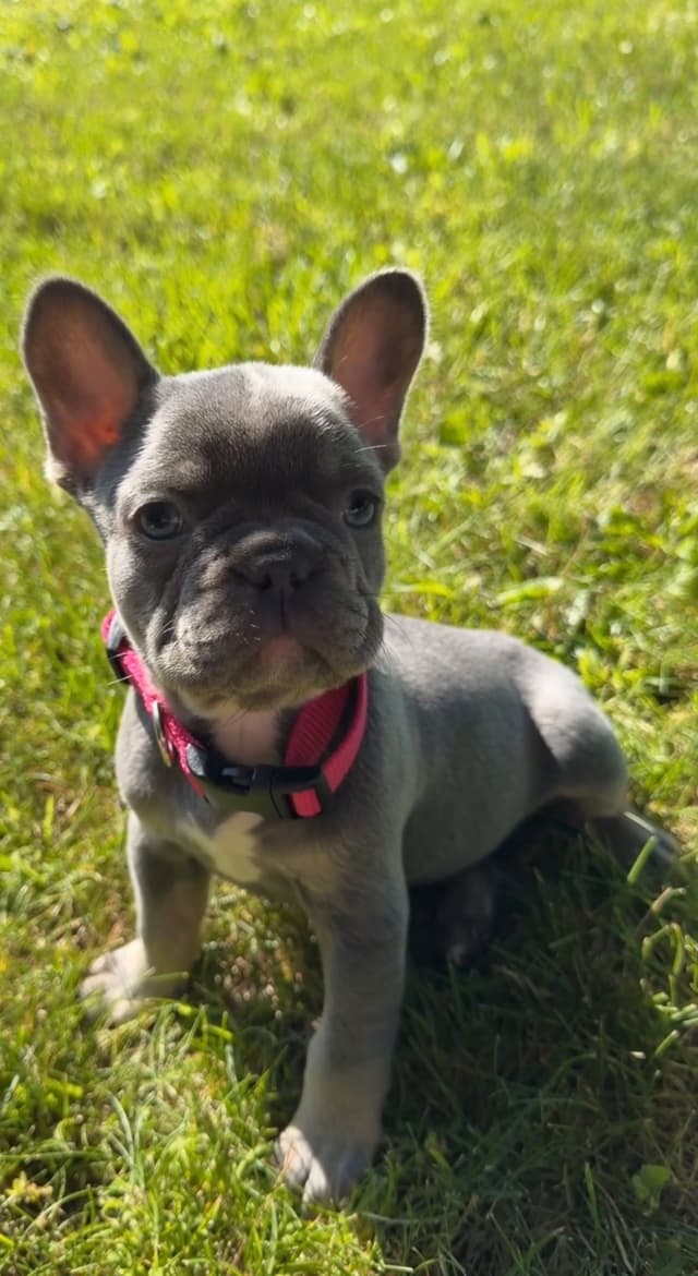 French Bulldog Puppies media 4