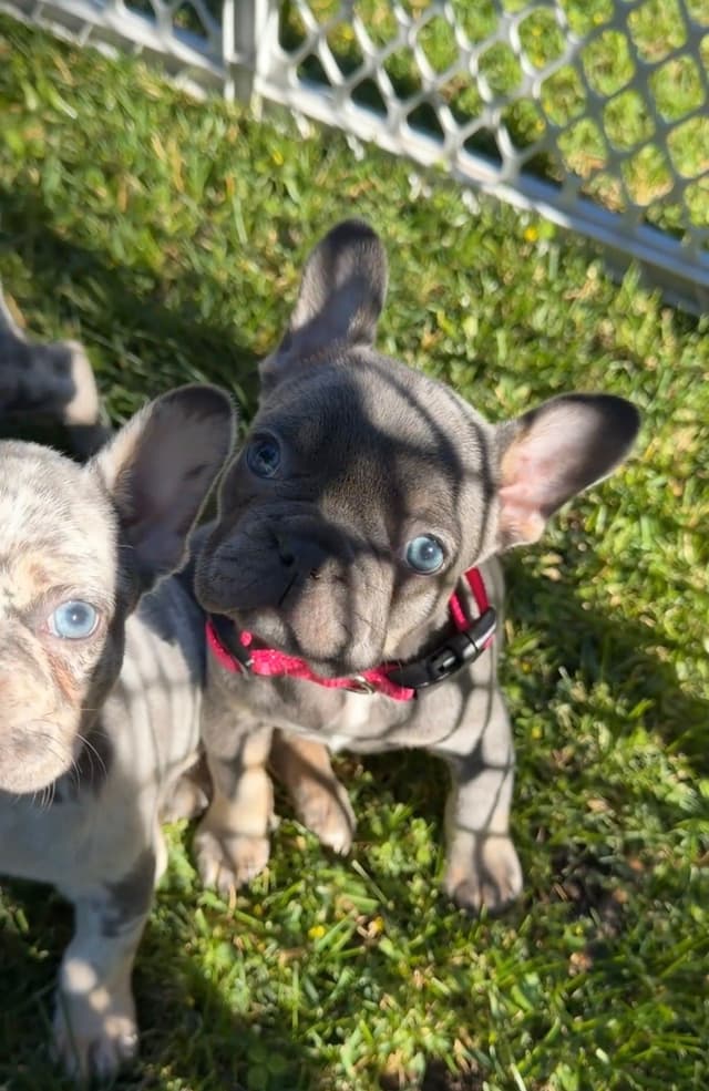 French Bulldog Puppies media 5