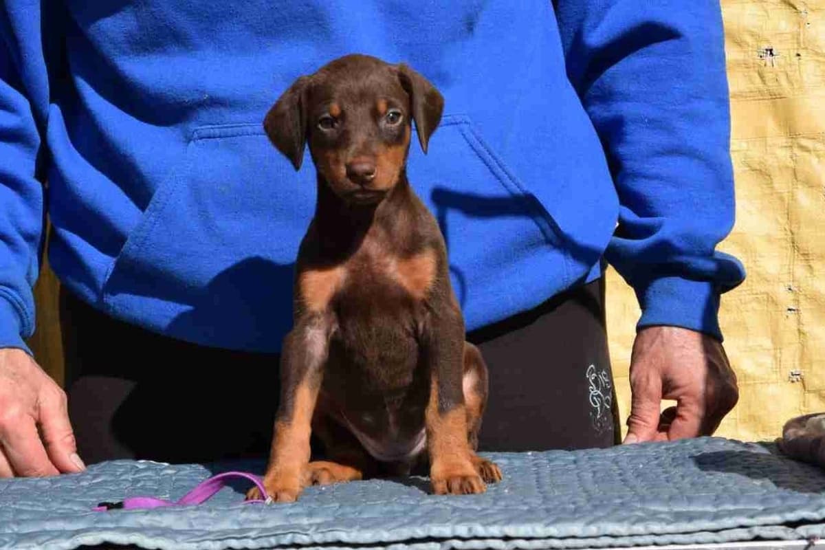 Doberman Pinscher Puppies breeder image 2