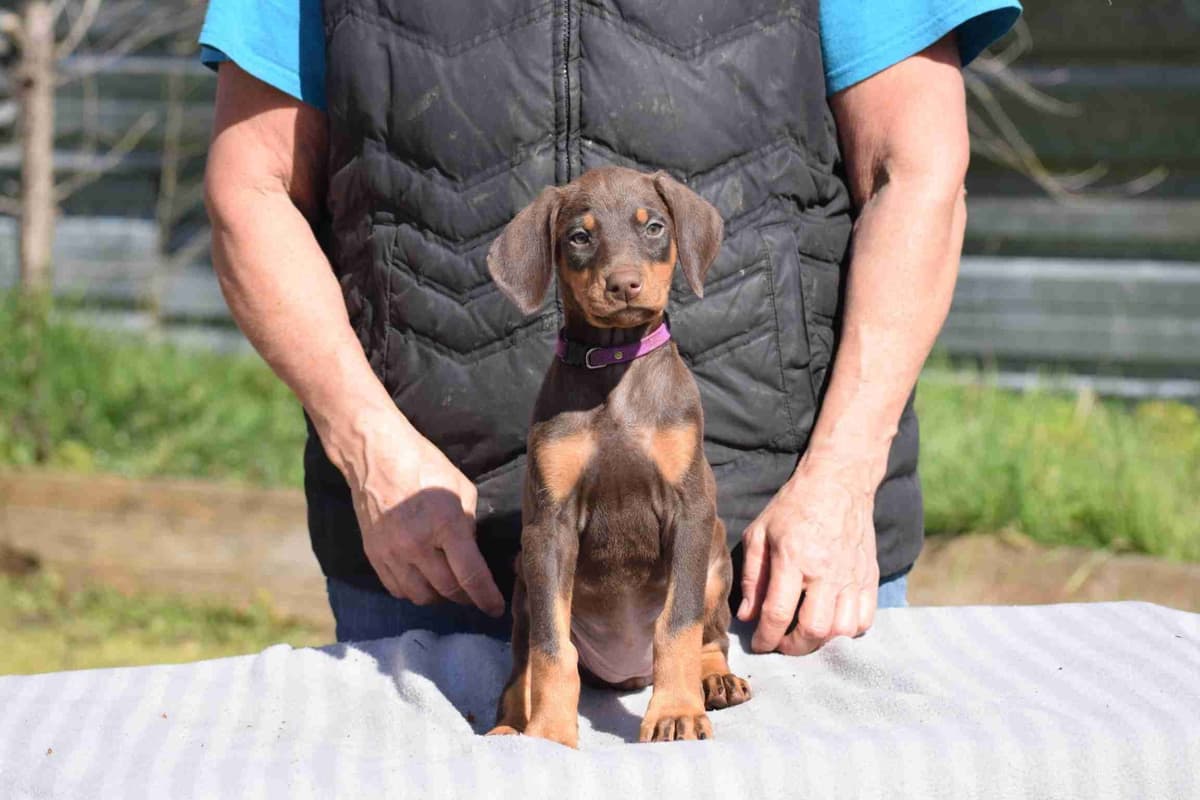 Doberman Pinscher Puppies breeder image 4