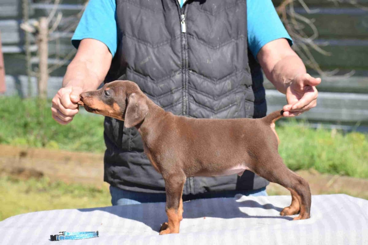 Doberman Pinscher Puppies breeder image 5
