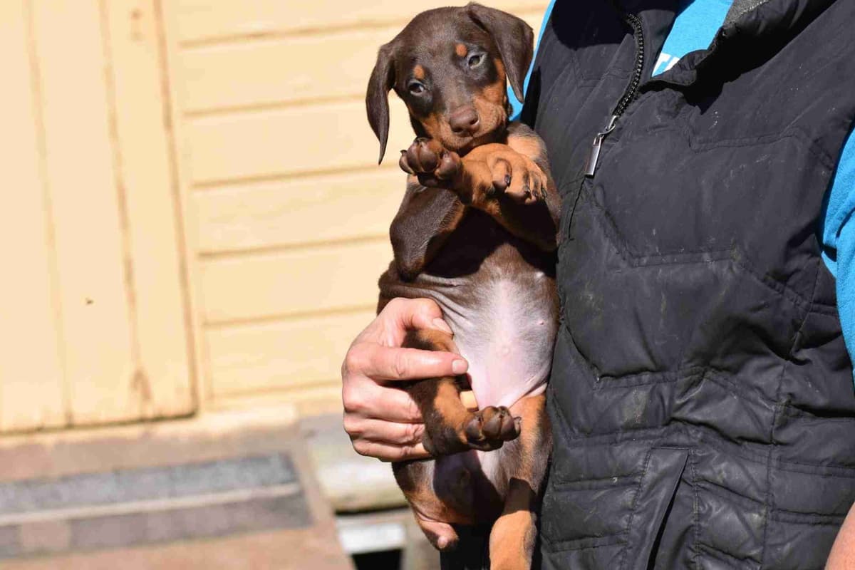 Doberman Pinscher Puppies breeder image 6