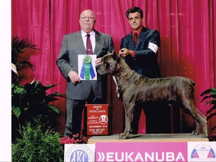 Cane Corso Puppies breeder image 1