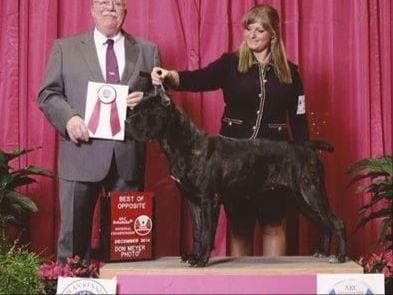 Cane Corso Puppies breeder image 2