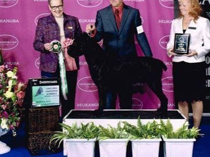 Cane Corso Puppies breeder image 3